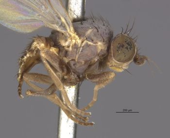Media type: image;   Entomology 13431 Aspect: habitus lateral view